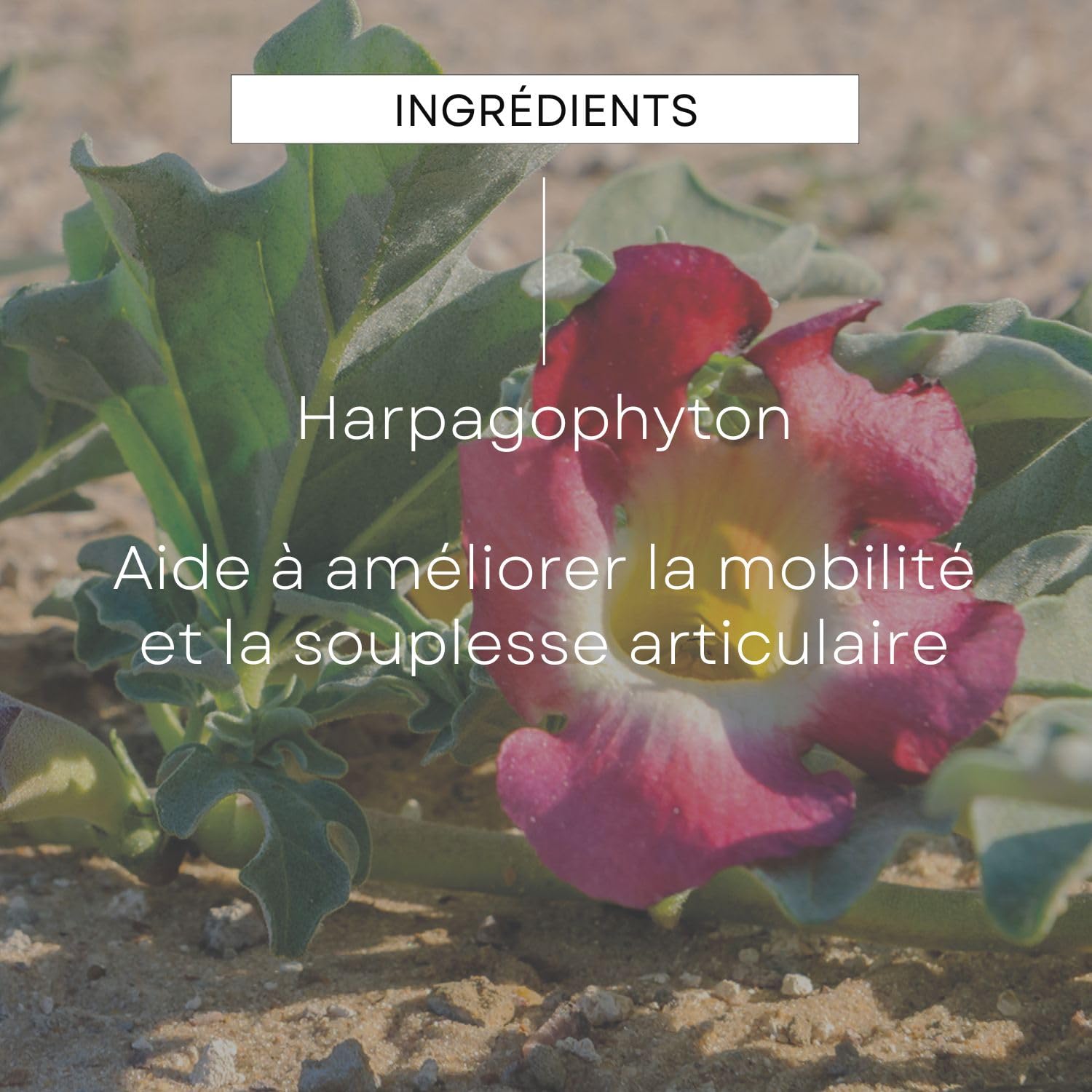 weleda-epb-harpagophyton-bio-100-ml-extrait-de-plante-bio-articulations-mobilit- image 4