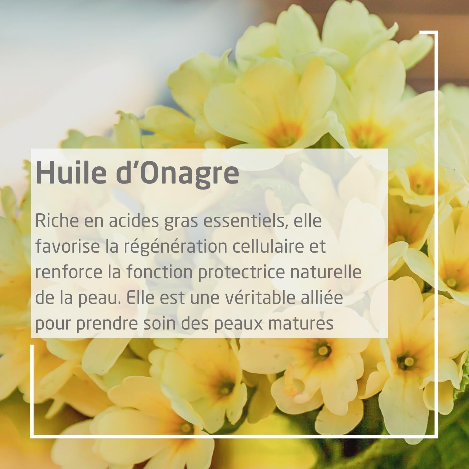 weleda-huile-revitalisante-l-onagre-100-ml-soin-corps-raffermissant-peaux-mature image 5
