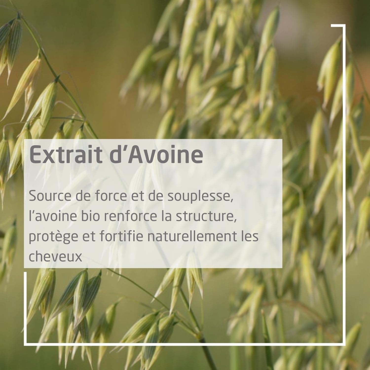 weleda-shampooing-r-g-n-rant-avoine-190-ml-r-pare-cheveux-secs-et-ab-m-s-sans-si image 3