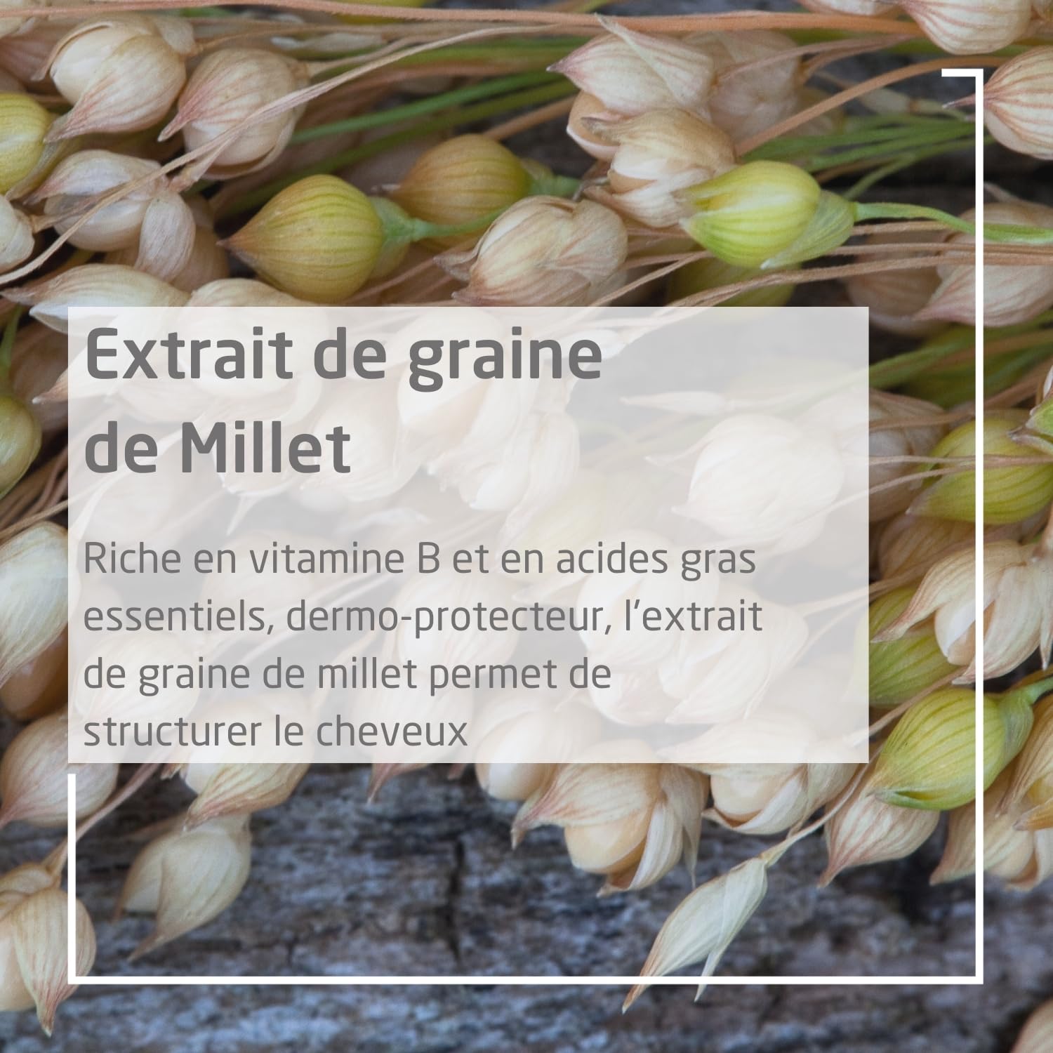 weleda-shampooing-extra-doux-millet-190-ml-shampooing-usage-fr-quent-bio-pour-ch image 3