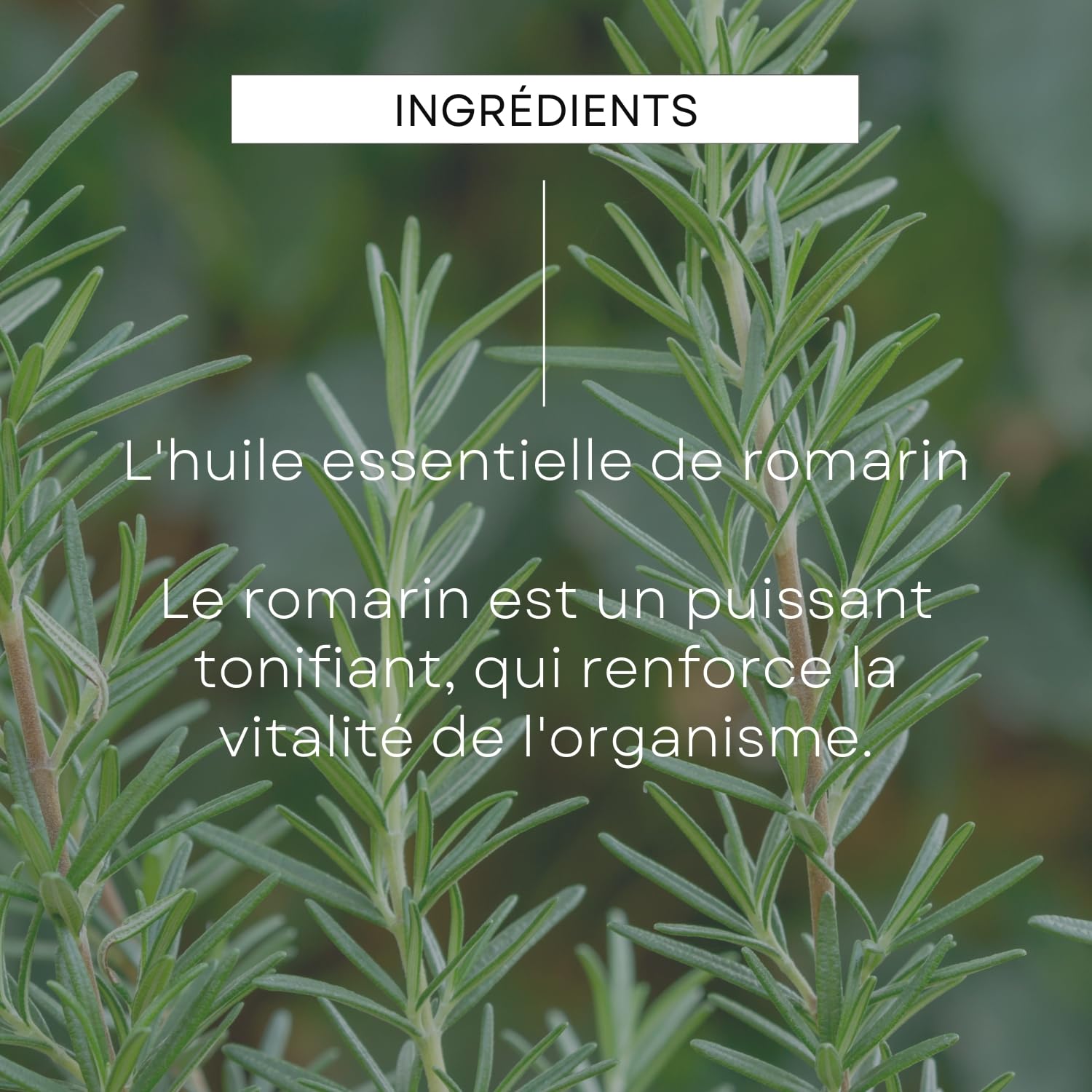 weleda-huile-capillaire-nourrissante-au-romarin-50-ml-soin-intensif-cheveux-secs image 5
