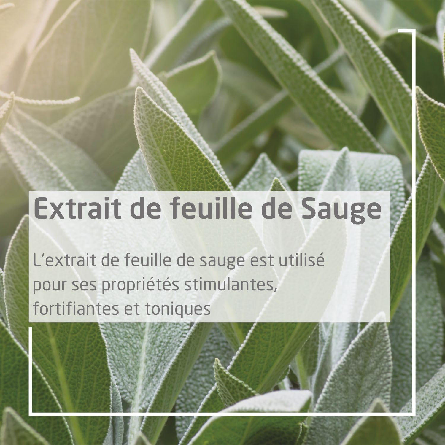 weleda-gel-gingival-la-sauge-30-ml-apaise-les-gencives-sensibles-renforce-les-ti image 4
