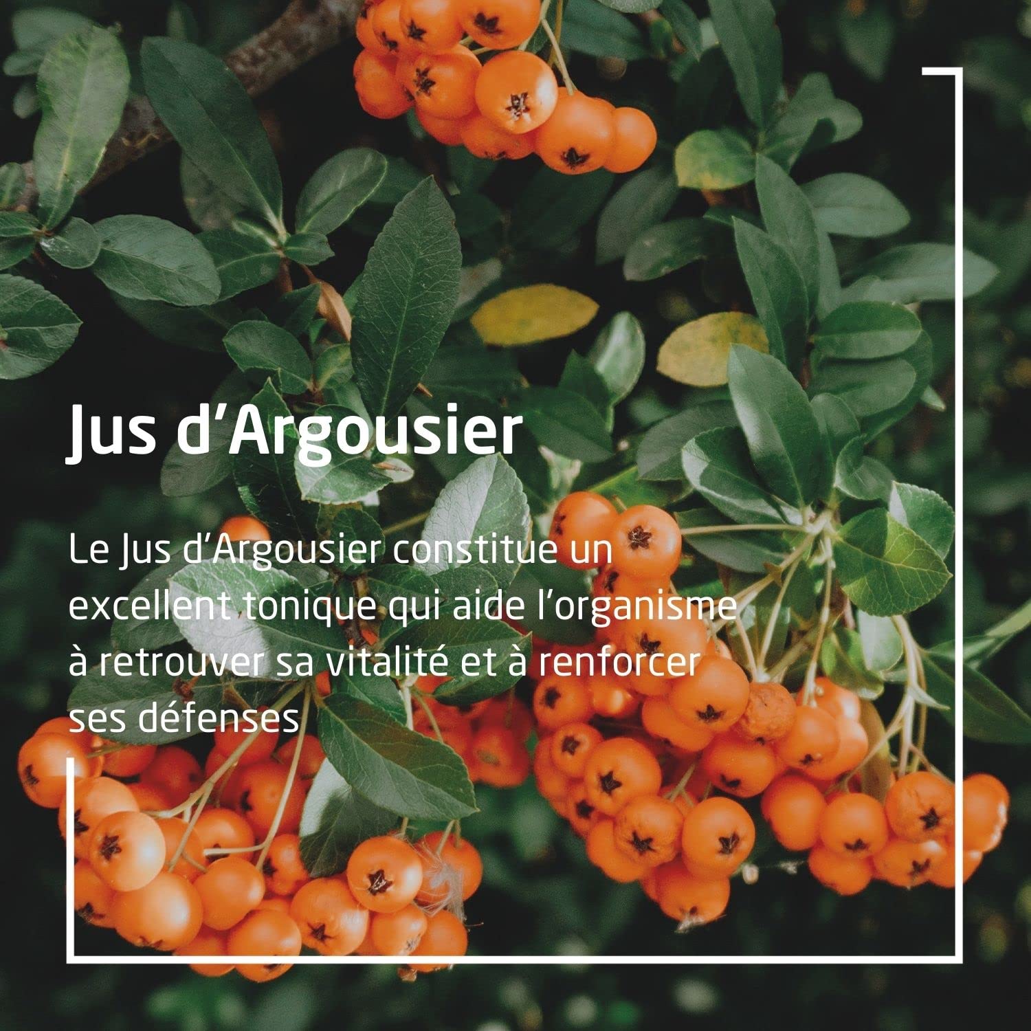 weleda-jus-d-argousier-bio-250-ml-pur-jus-de-baies-d-argousier-bio-source-nature image 4