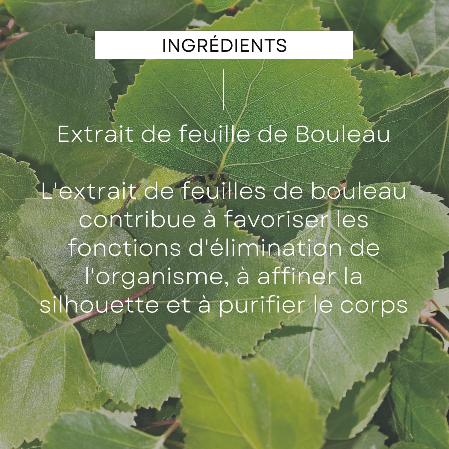 weleda-jus-de-bouleau-bio-200-ml-compl-ment-alimentaire-d-tox-l-extrait-de-feuil image 3